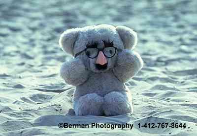 Groucho Teddy Bear at the beach. 