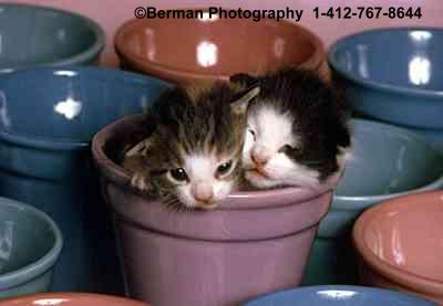 Two baby kittens hiding in a flowerpot. 