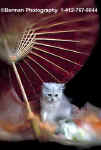 400KittenParasol.jpg (13571 bytes)