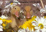 400daisyducks.jpg (19981 bytes)
