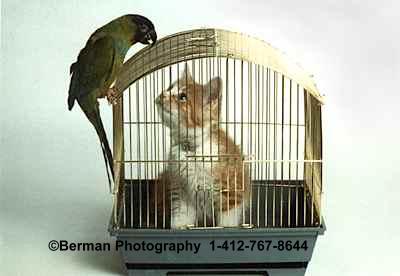 What is this Kitten doing in a Bird Cage? 