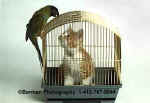 CatBirdCage02.jpg (14596 bytes)
