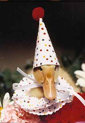 Party Duck. This baby duck is ready to go to a birthday party 