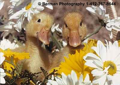 Ducks in the Daisies. These baby ducks were hard to photograph because they kept falling asleep.