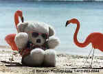 FlamingoBear.jpg (19443 bytes)