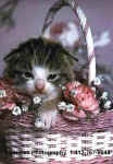 KittenBasket.jpg (16634 bytes)