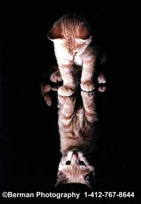 Who is that kitty who looks like me? And why is everything upside down? Sitting on a mirror sure is fun!