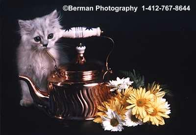 Little Kitten waiting for teatime. 