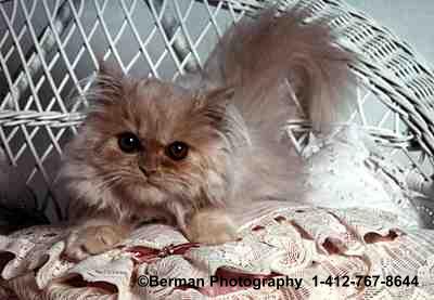 Fluffy Kitten lounging on a wicker chair 