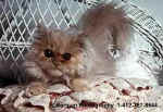 KittenWickerChair.jpg (19012 bytes)