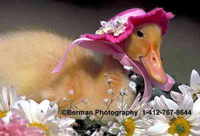 Momma Duck. Mother duck is all dressed up to go out for Sunday dinner.