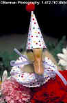 PartyDuck1.jpg (16115 bytes)