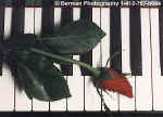 RosePiano.jpg (15264 bytes)