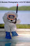 SnorkleBear.jpg (11271 bytes)